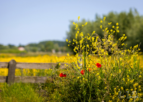 Polder