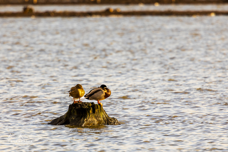 Samen dromen is de fijnste siësta die er is.