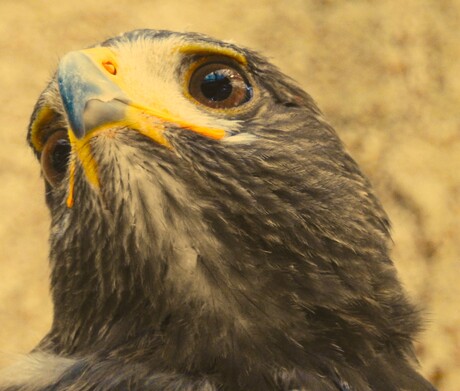 Harris Hawk