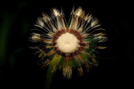 Dandelion