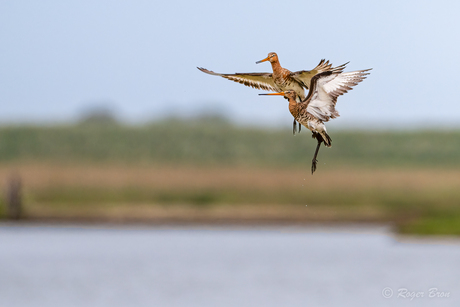 Grutto's in Baltsvlucht (2)