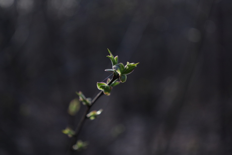 Jong groen in het bos.