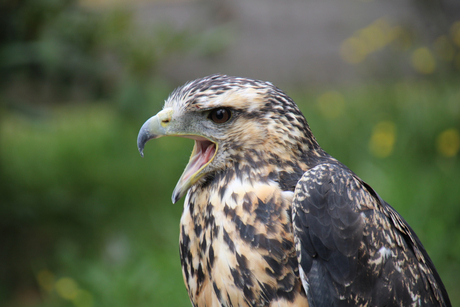 Buizerd 