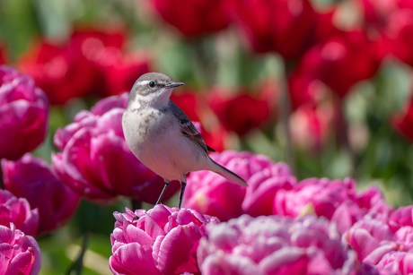 Gele Kwikstaart vrouwtje