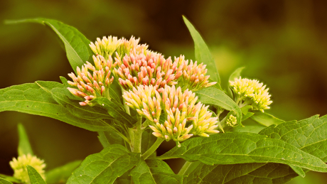 Aan de (Zwette)poel...