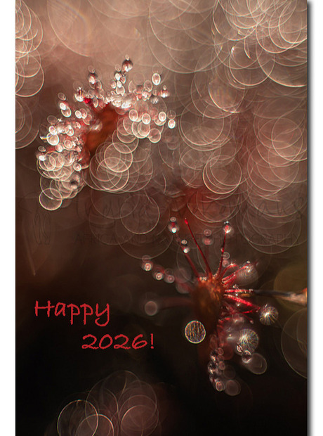 Happy 2026 !
