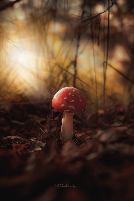 Mushroom dream 🍄