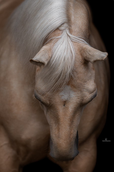 Fine art fotoshoot met quarter horse