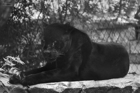 Black Jaguar 