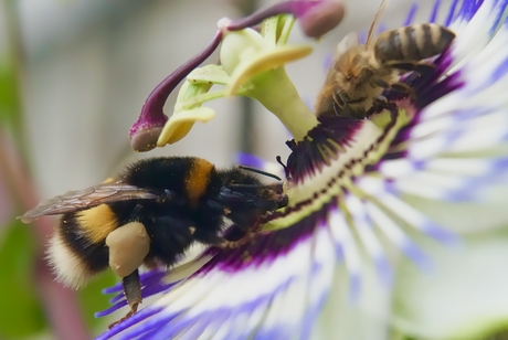 Passiebloem met bezoekers