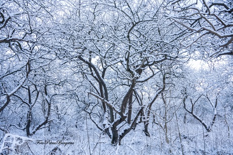 Wirwar met structuur 