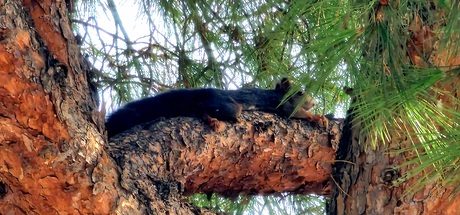 The resting black squirrel 