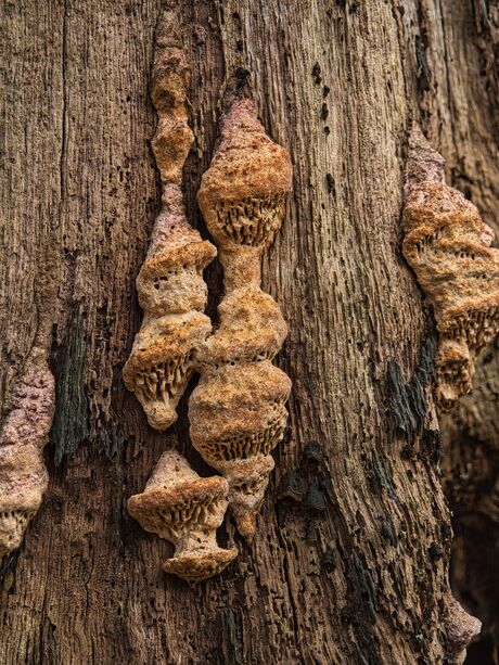 De natuur maakt zijn eigen kunst