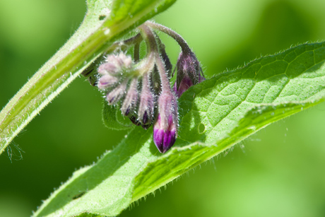 Symphytum