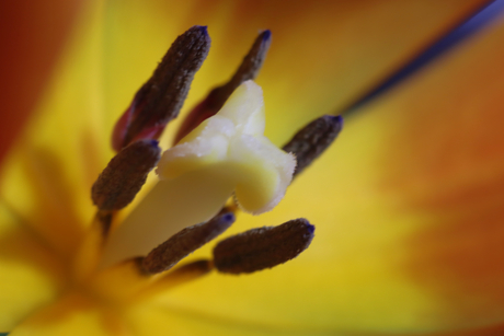 Binnenkijken bij tulp