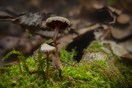 Paddenstoelen