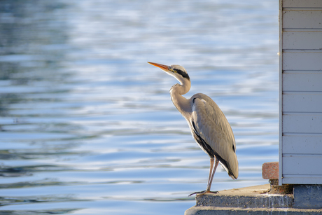 reiger bij een woonboot
