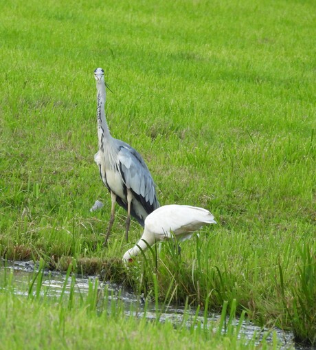 Wat is dit nu!! Denkt reiger!