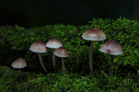 Mycena spec