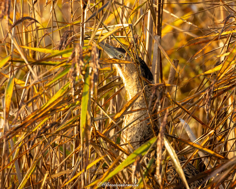 Wanneer je denkt dat je alleen bent, zie je ineens deze Roerdomp naast je in het riet. 