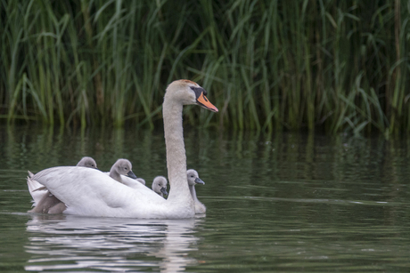 zwaan met kleintjes