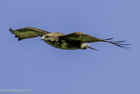 Buizerd in vlucht