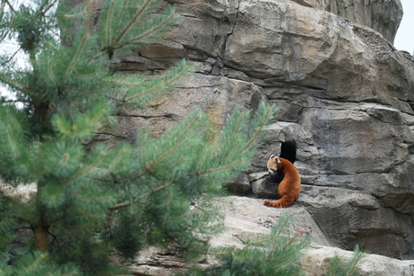 Rode Panda @ Diergaarde Blijdorp