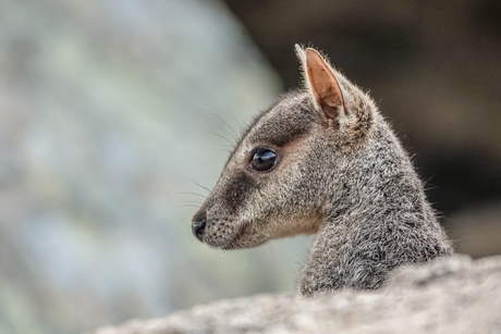 Rockwallaby 