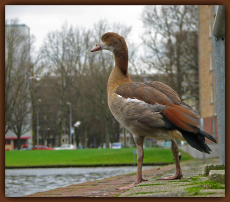 De Overgeblevene ?