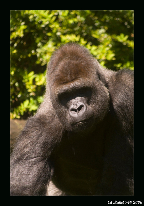 Gorilla