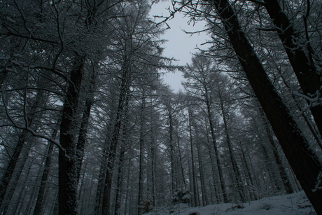 Winter in de Ardennen
