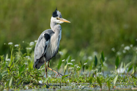 Blauwe reiger