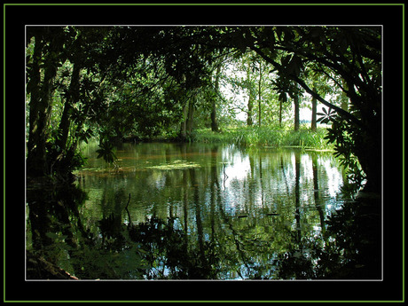 Bosmeertje