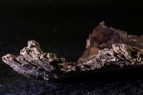 Spelen met macrolens een stuk boomschors