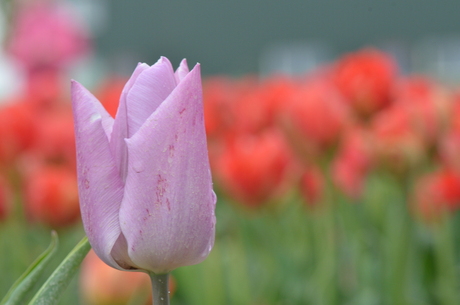 Tulp in het veld