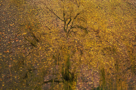 Golden tree