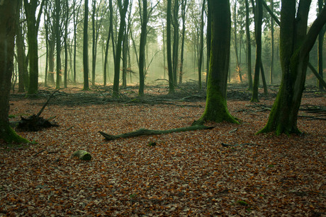 Bos op de veluwe