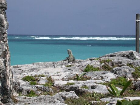 Iguana met uitzicht op zee