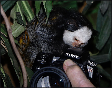 "mag ik ook es"...........................