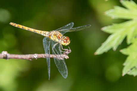 bruinrode heidelibel