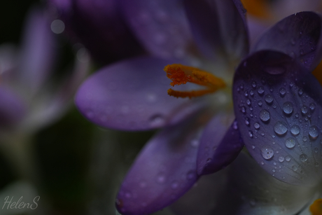 Krokus 4