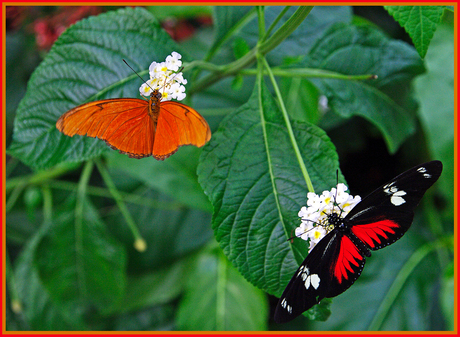 Vlindertuin Artis