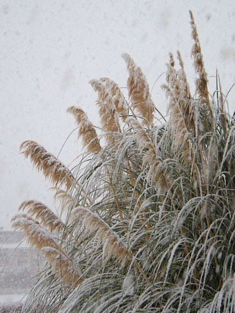 Winter op zijn mooist 