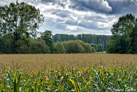 Corny Weather