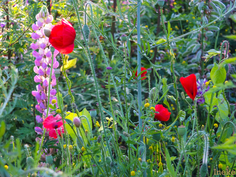 Nederlandse bloementuin