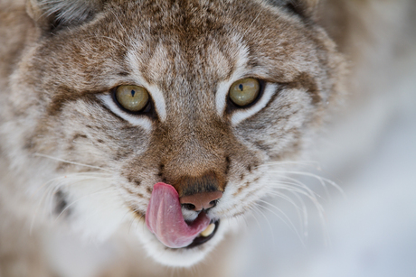 Likkebarende lynx