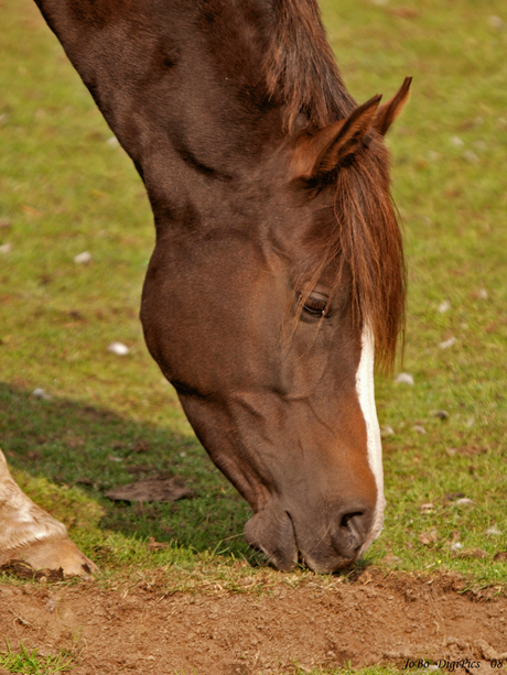 Portret v Paard