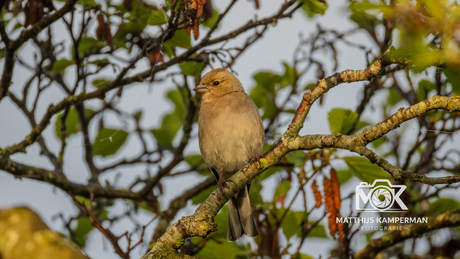 Vink