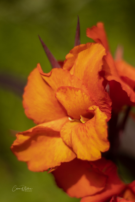 Canna lilly striata 