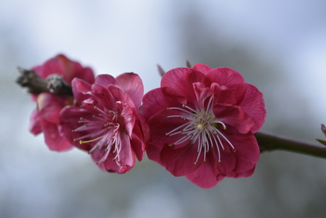 Asserbos, Assen, Nederland